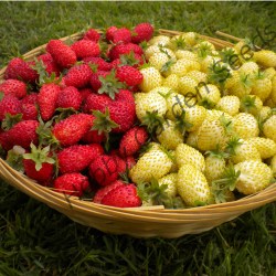 Alpine Strawberry SWEET HEARTS